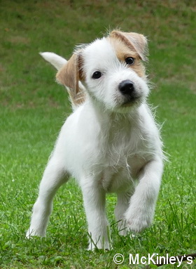 mckinley parson russell terrier